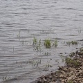 Grass in Loch Ken