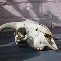 Skull of a goat