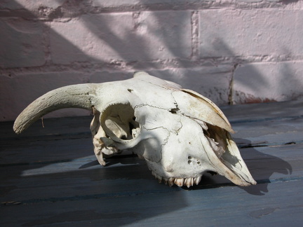 Skull of a goat