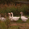 Geese in Thorrington