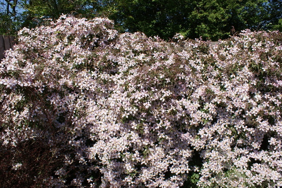 Wall of pink flowers