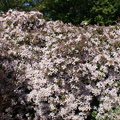 Wall of pink flowers