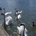 Expectant swans