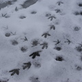 Footprints on the ice