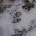 Squirrel footprints