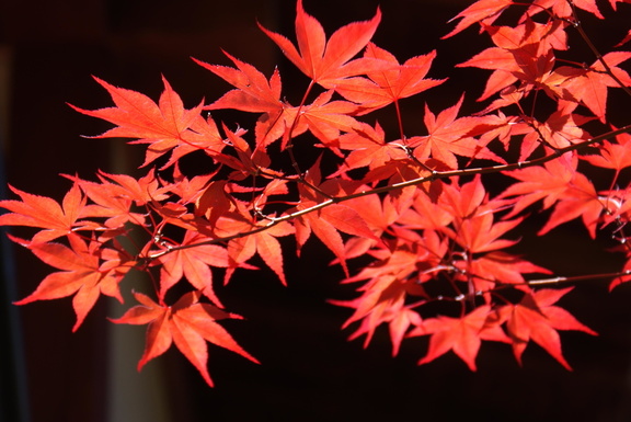 Red acer leaves