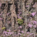 Flowers in a cliff