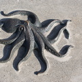 Brass octopus