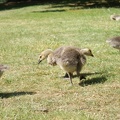 Lesser-spotted two-headed gosling