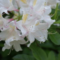 Whitish flowers