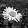 a daisy