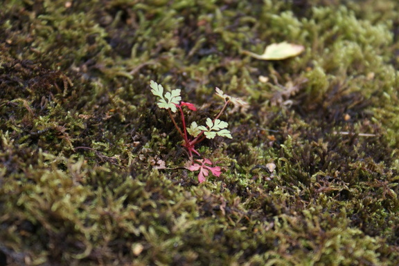 Plant, growing in some moss