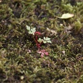 Plant, growing in some moss