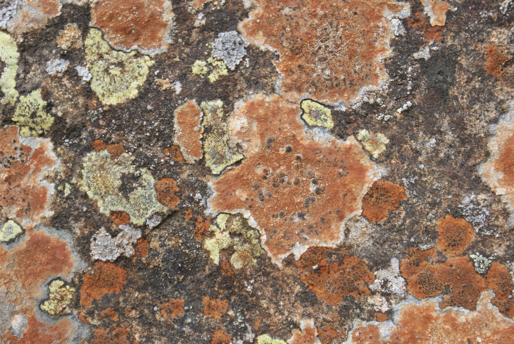 Rust-coloured lichen