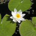 A lily in the pond