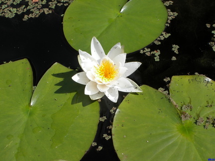 A lily in the pond