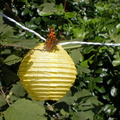 Butterfly on a lantern