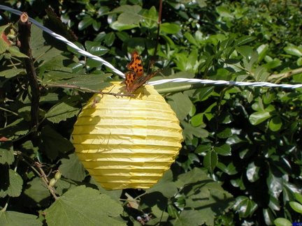 Butterfly on a lantern