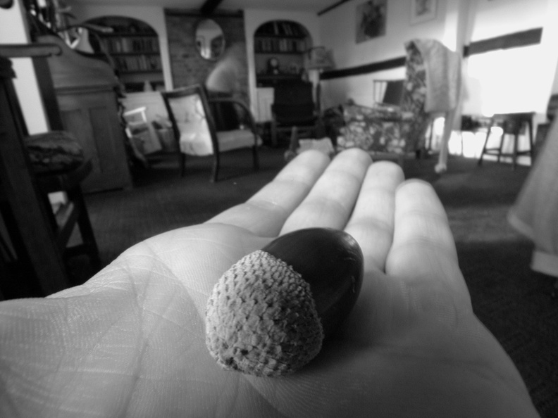 An acorn in my hand