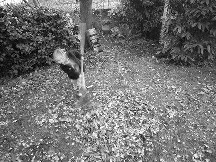 Grace raking leaves