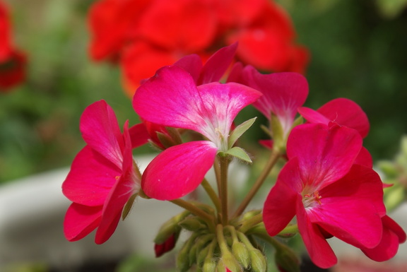Pink/red flowers