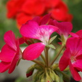 Pink/red flowers
