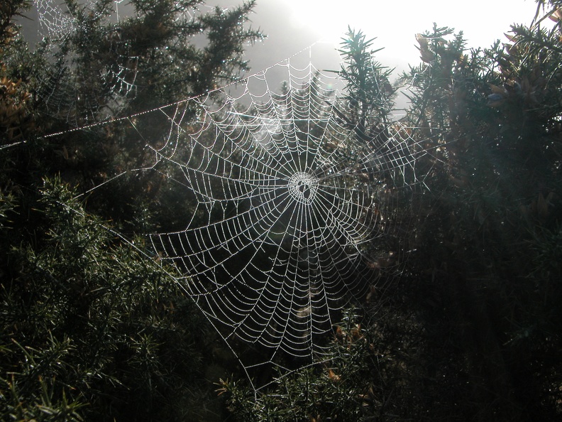Spider web. A bit of a cliche.