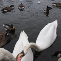 Cannibalistic swans