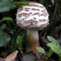 A mushroom in the garden