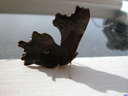 Moth on the front door