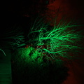 A tree illuminated in green