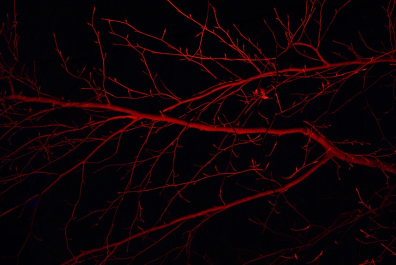 Red branches