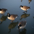 Canada geese on the ice