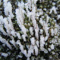 Frosty moss