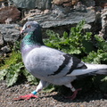 Colin the pigeon at Port St Mary