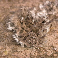 Lichen
