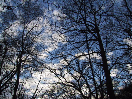 Trees and Clouds in Highgate