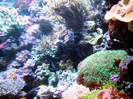 Some fish at Aquarium of the Pacific