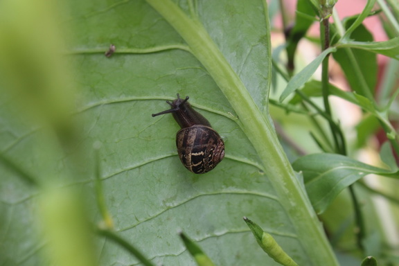 Snail on a leaf