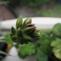 Pelargonium buds