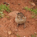 female house sparrow