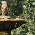 Sparrows in the bath