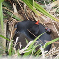Moorhen and chick