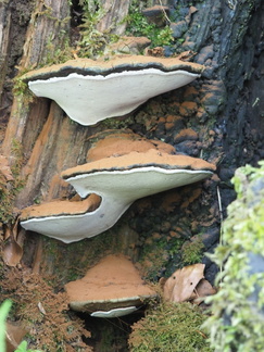 Tiramisu fungus