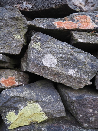 Lichens on the wall