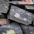Lichens on the wall