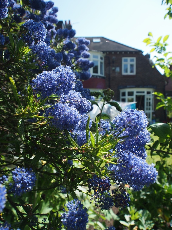 Blue flowers