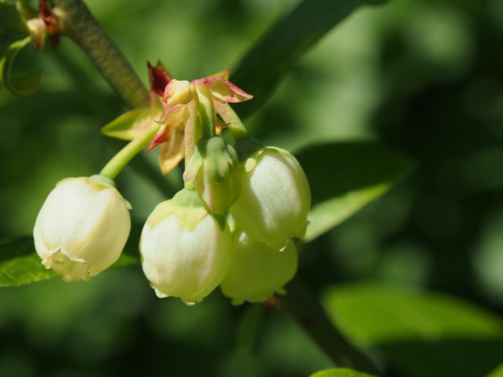 Ball flowers