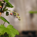 Black currant buds
