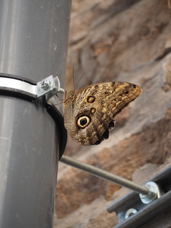 Butterfly or Moth